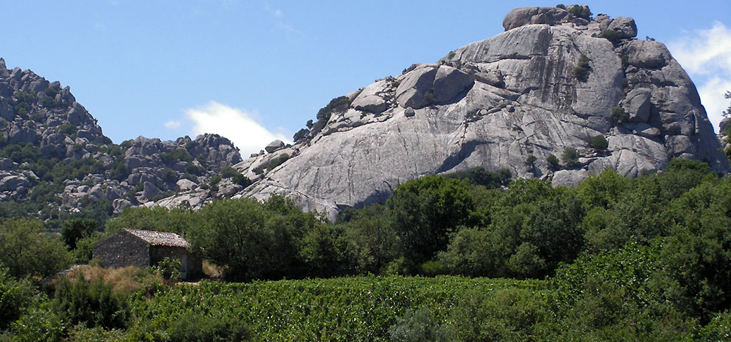 Sardinian wines