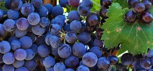 Grapes from Sardinia